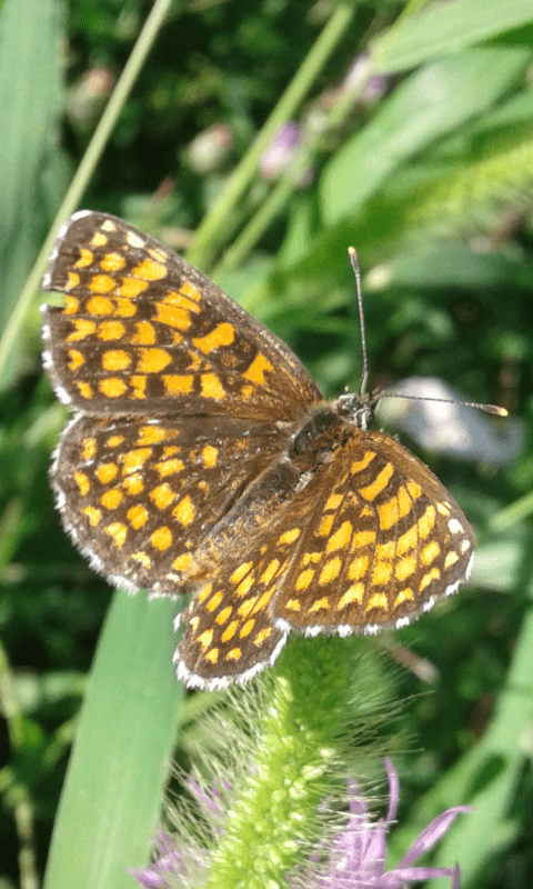 Nymphalidae : Melitaea athalia?